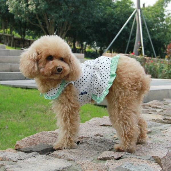 犬 服 メール便可 dobaz ドバズ ドッグウェア 水玉プリンセス